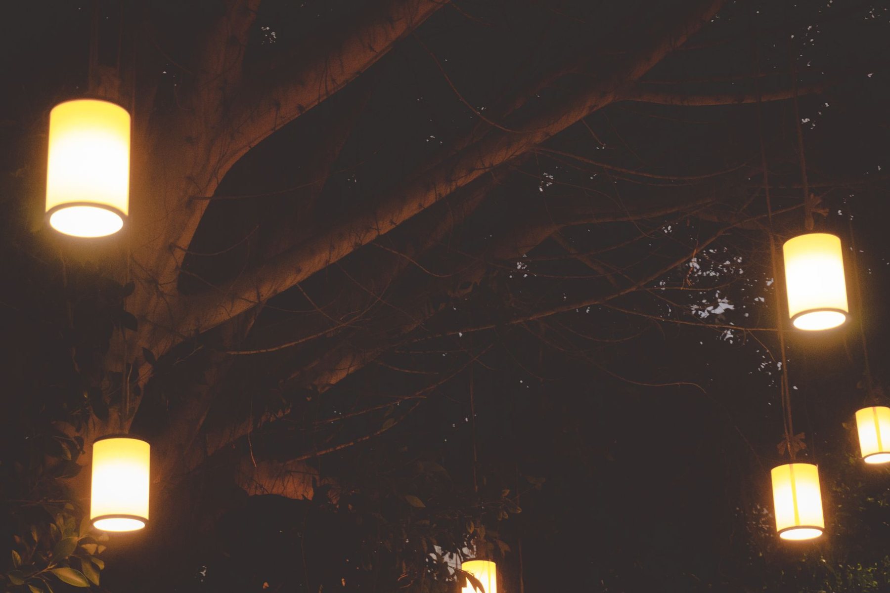 Tree & Cactus Uplighting in Phoenix AZ